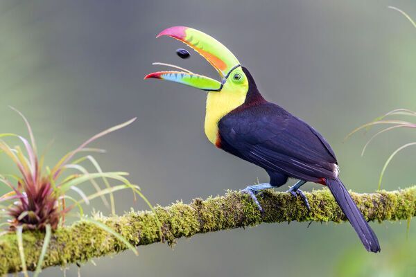 Rainbow Billed Toucan Bird