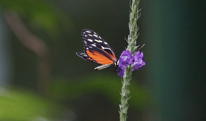 beautiful butterflies