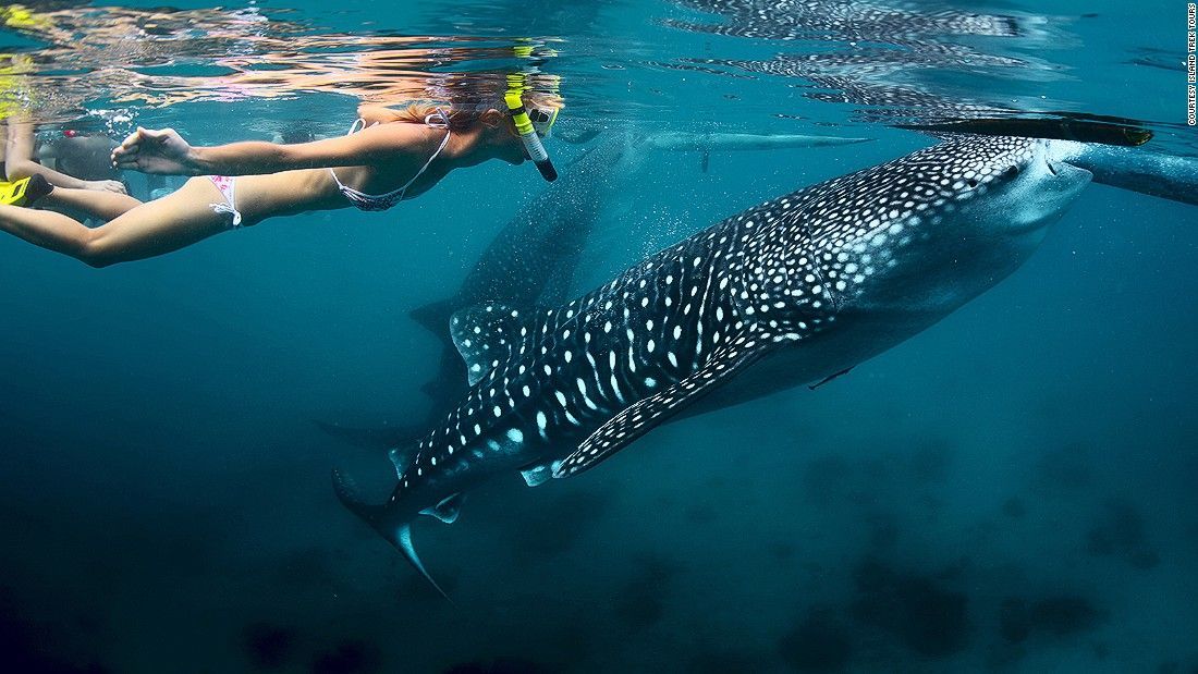 Dives in the Caribbean