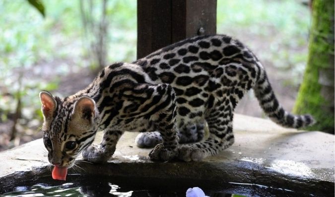 jaguar symbol of Costa Rica