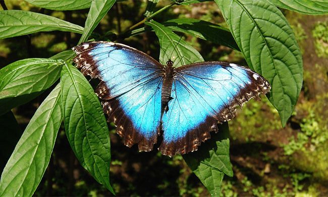 butterflies of Costa Rica