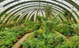 Medicinal plants garden