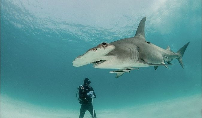 Great Hammerhead sharks in bahamas