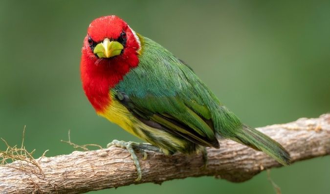 Red headed Barbet bird