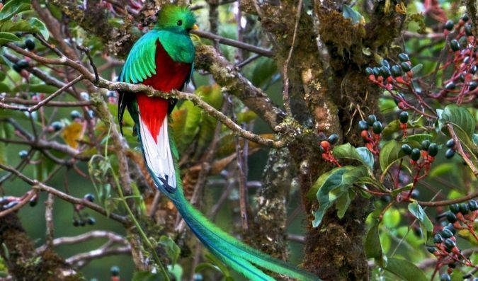 Resplendent Quetzal with long and beautiful tails