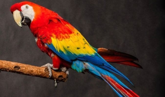 images of colorful birds