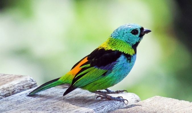 images of colorful birds