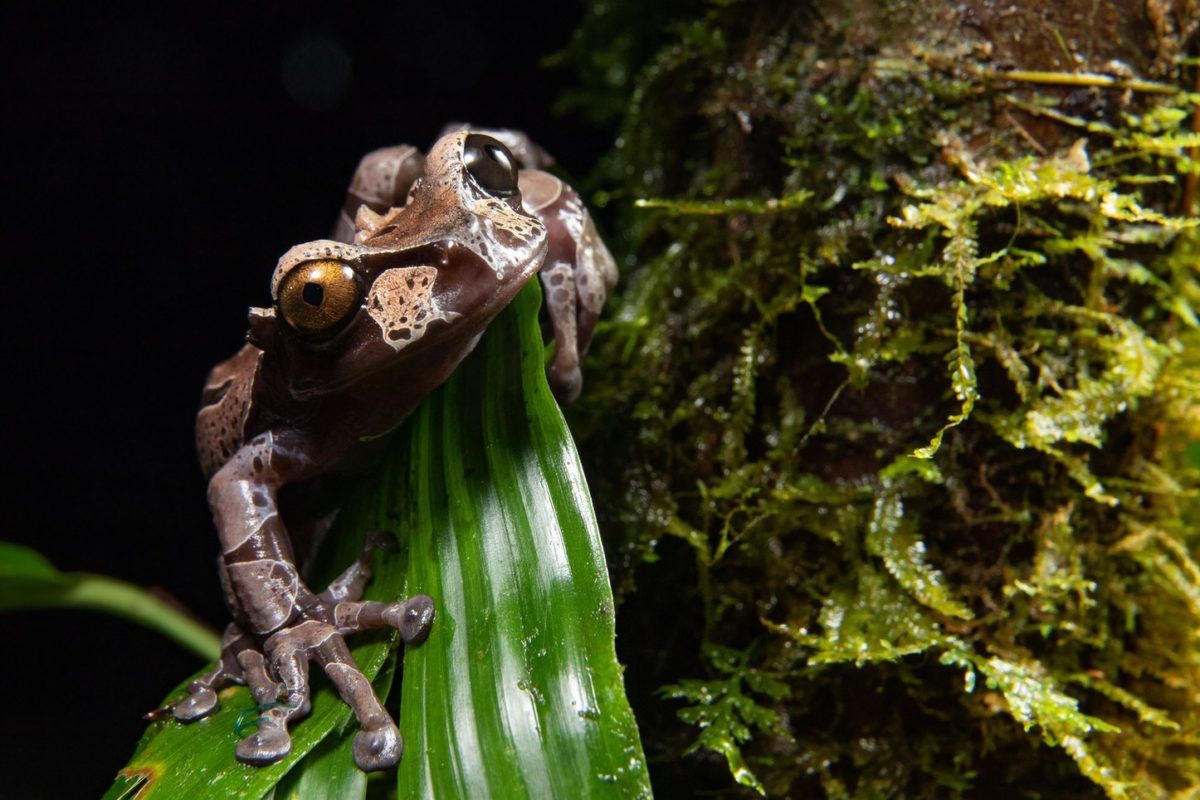 Costa Rica Frogs Tour Frog Sanctuary Costa Rica
