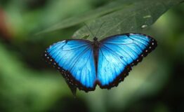 Butterfly Garden