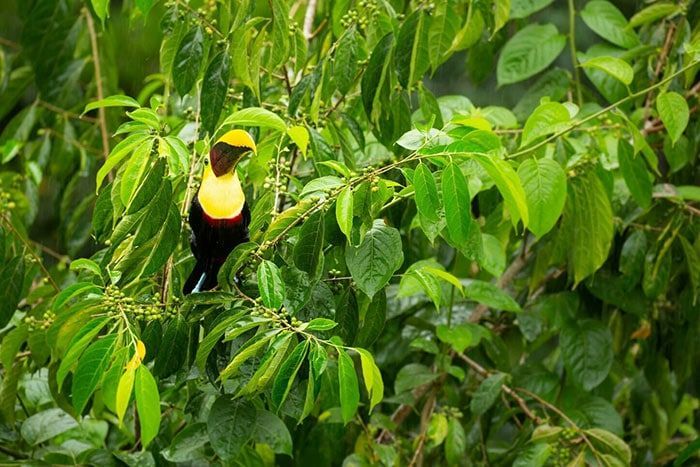 Real nature Jaco beach Costa Rica