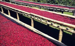 Coffee tour