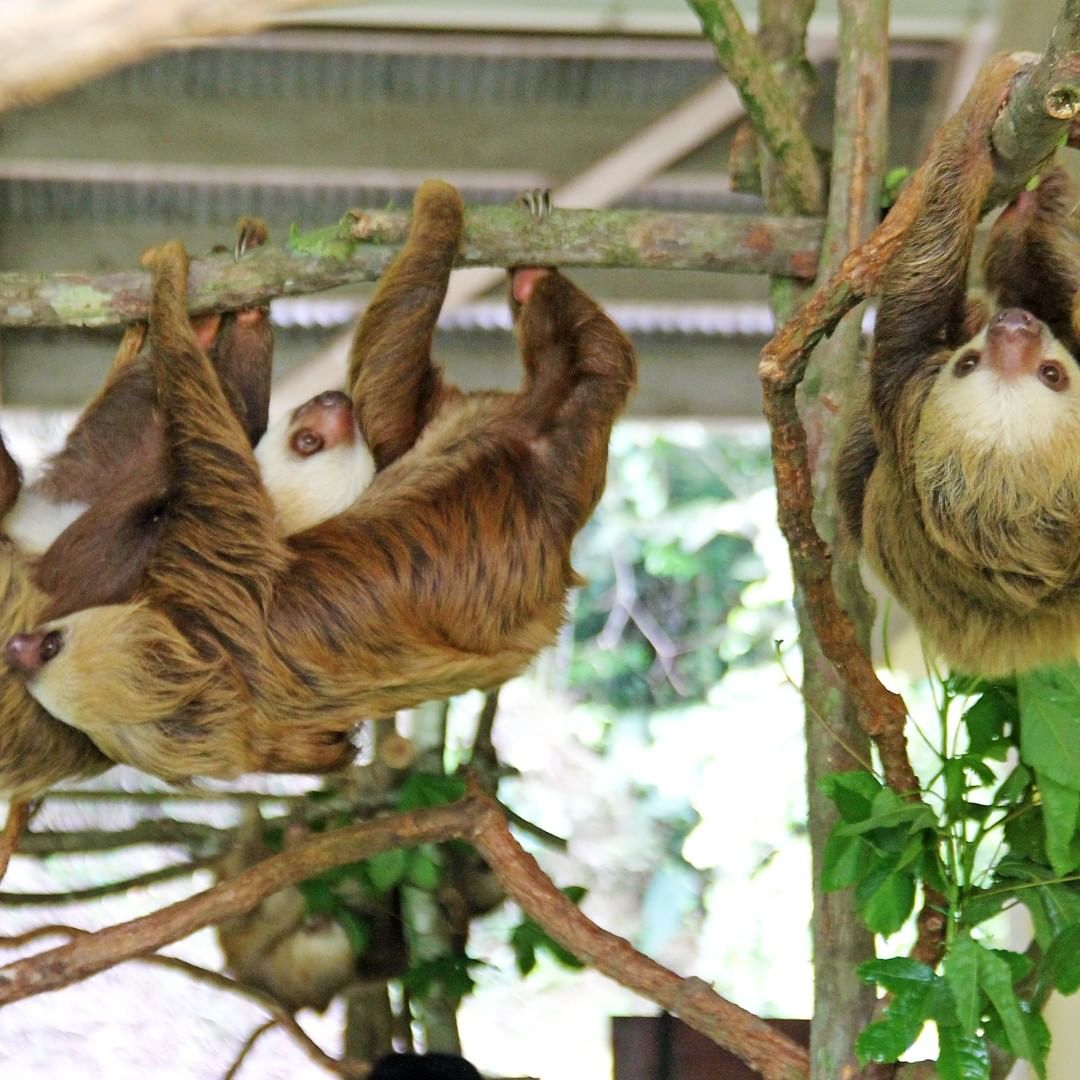 Sloth rescue center