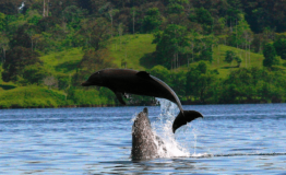 Dolphin’s Bay and Zapatilla Cayes