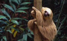 Sloth rescue center