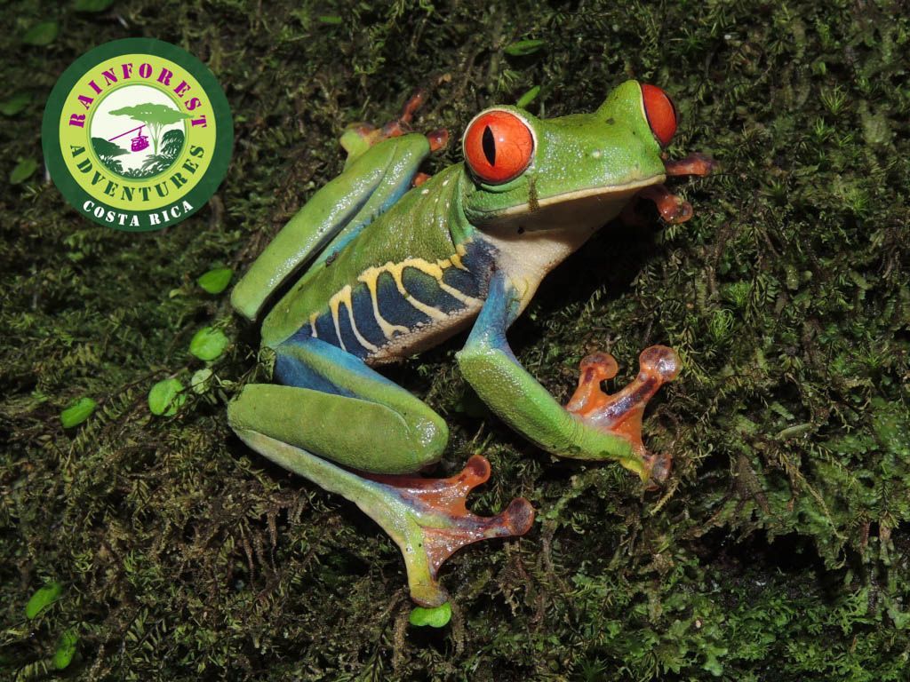 TOUR-NOCTURNO-DE-OBSERVACION-DE-RANAS-COSTA-RICA