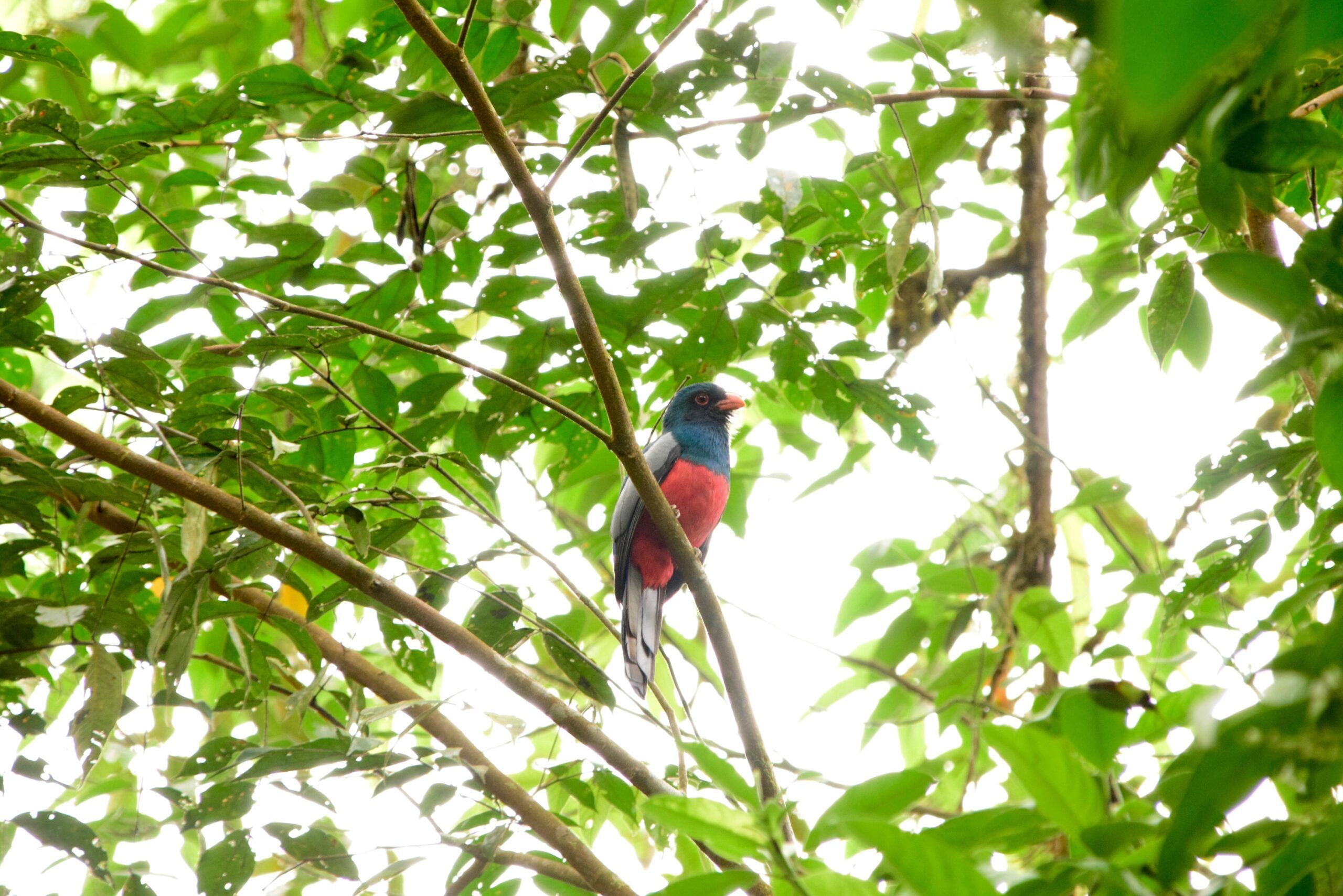 aves-de-Costa-Rica