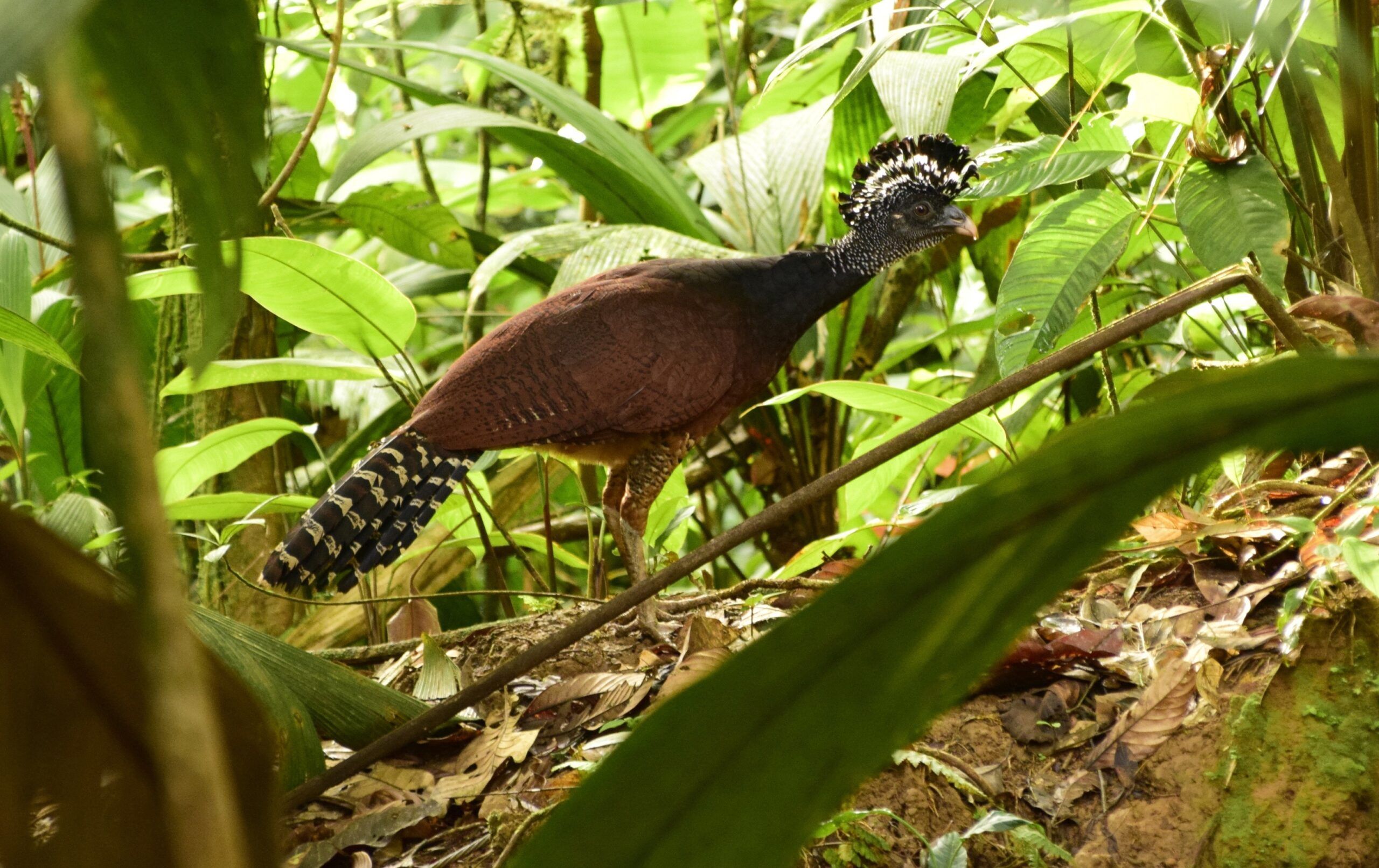 aves-en-Costa-Rica