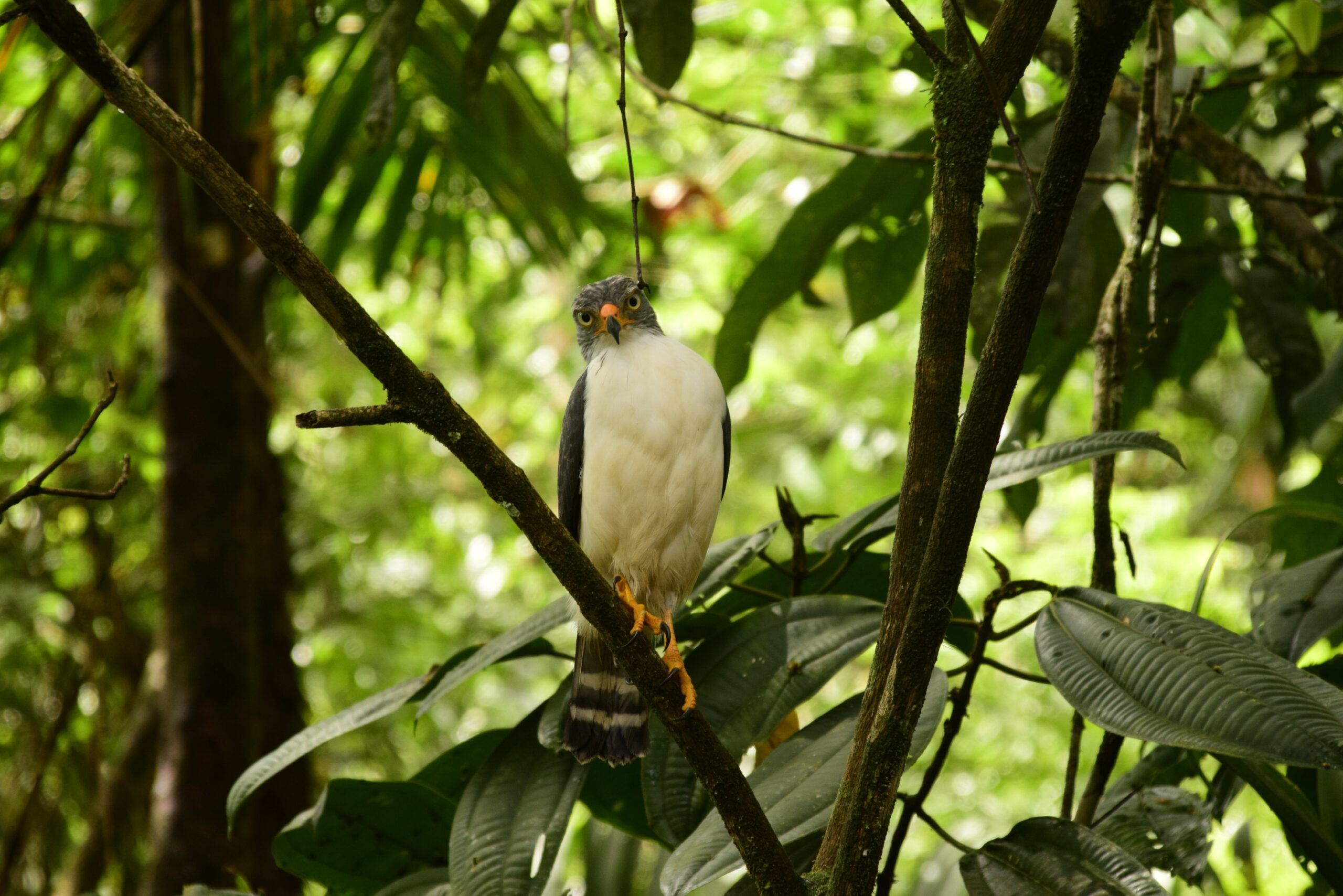 BIRD WATCHING TOUR