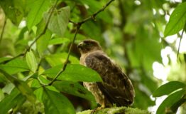 observacion de aves