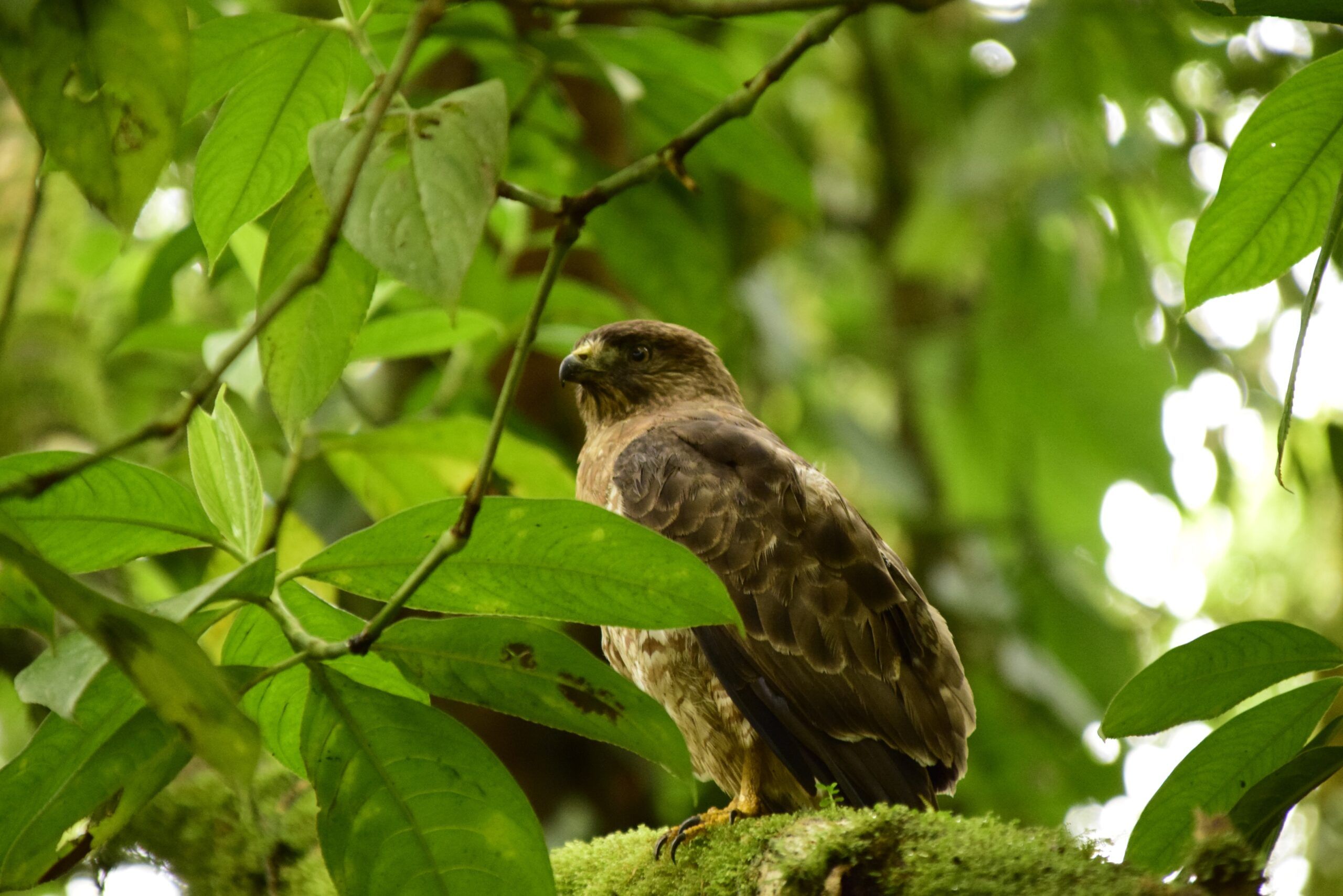 observacion de aves