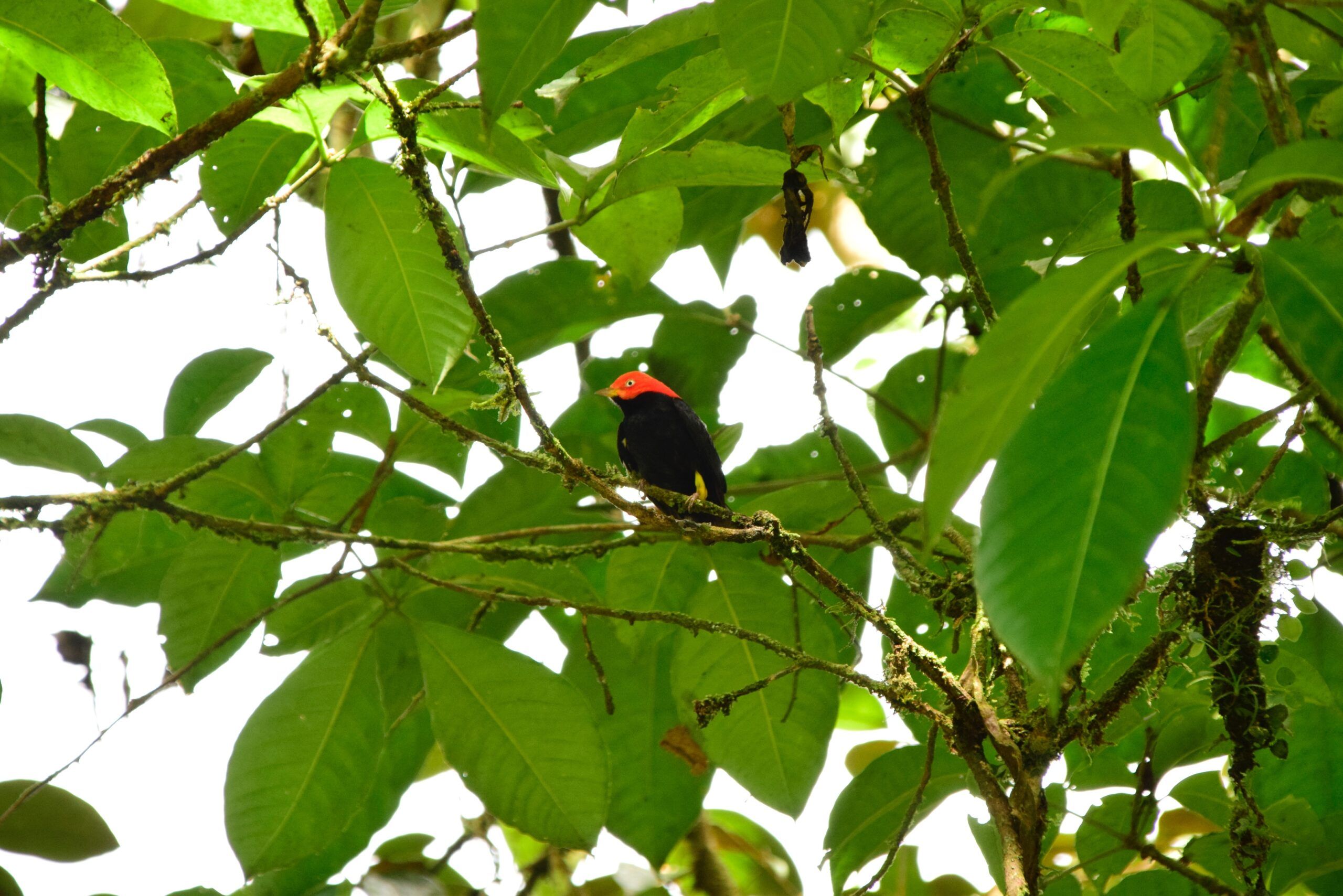 tour-aves-en-Costa-Rica