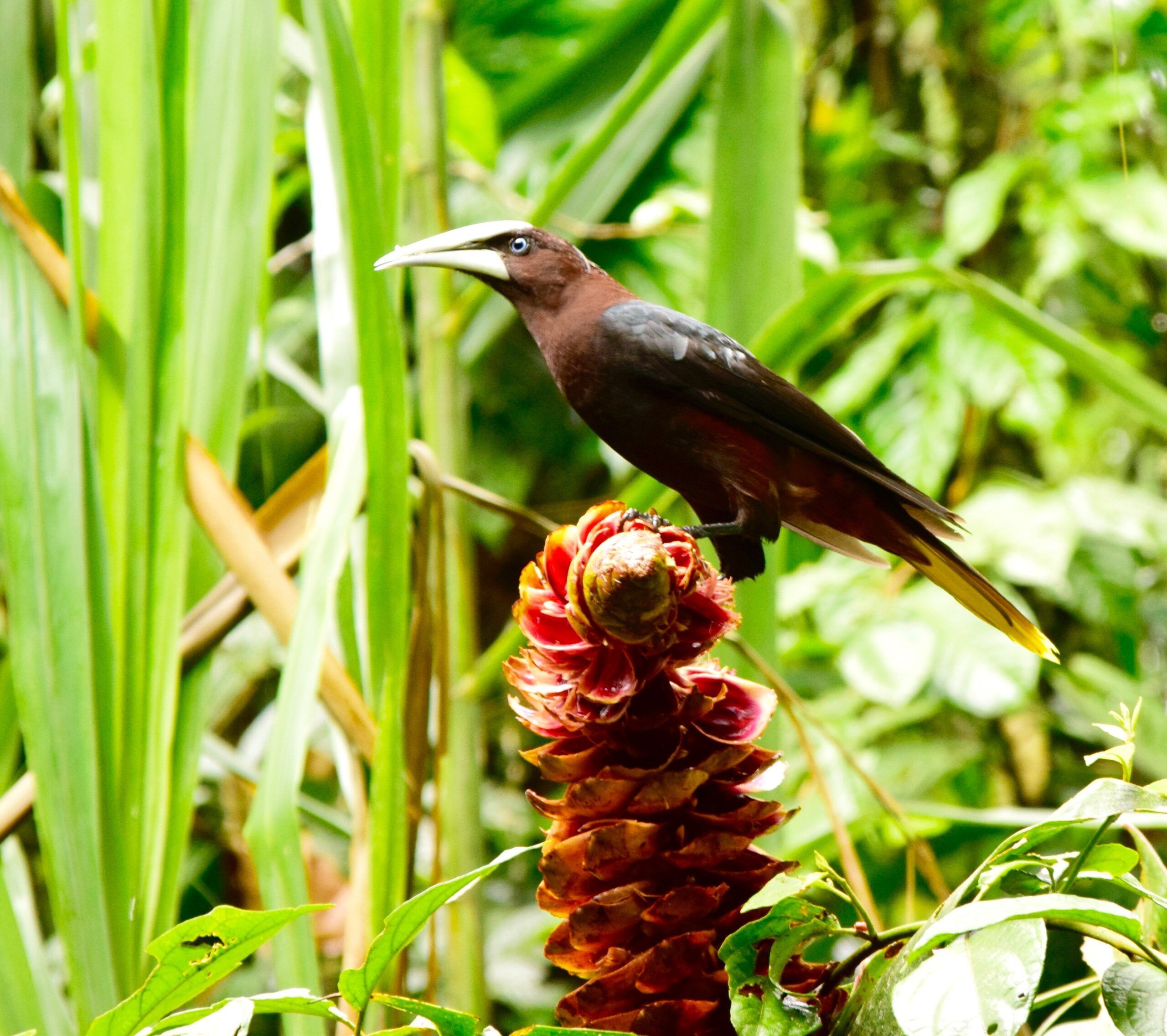 tour-observacion-aves-en-Costa-Rica