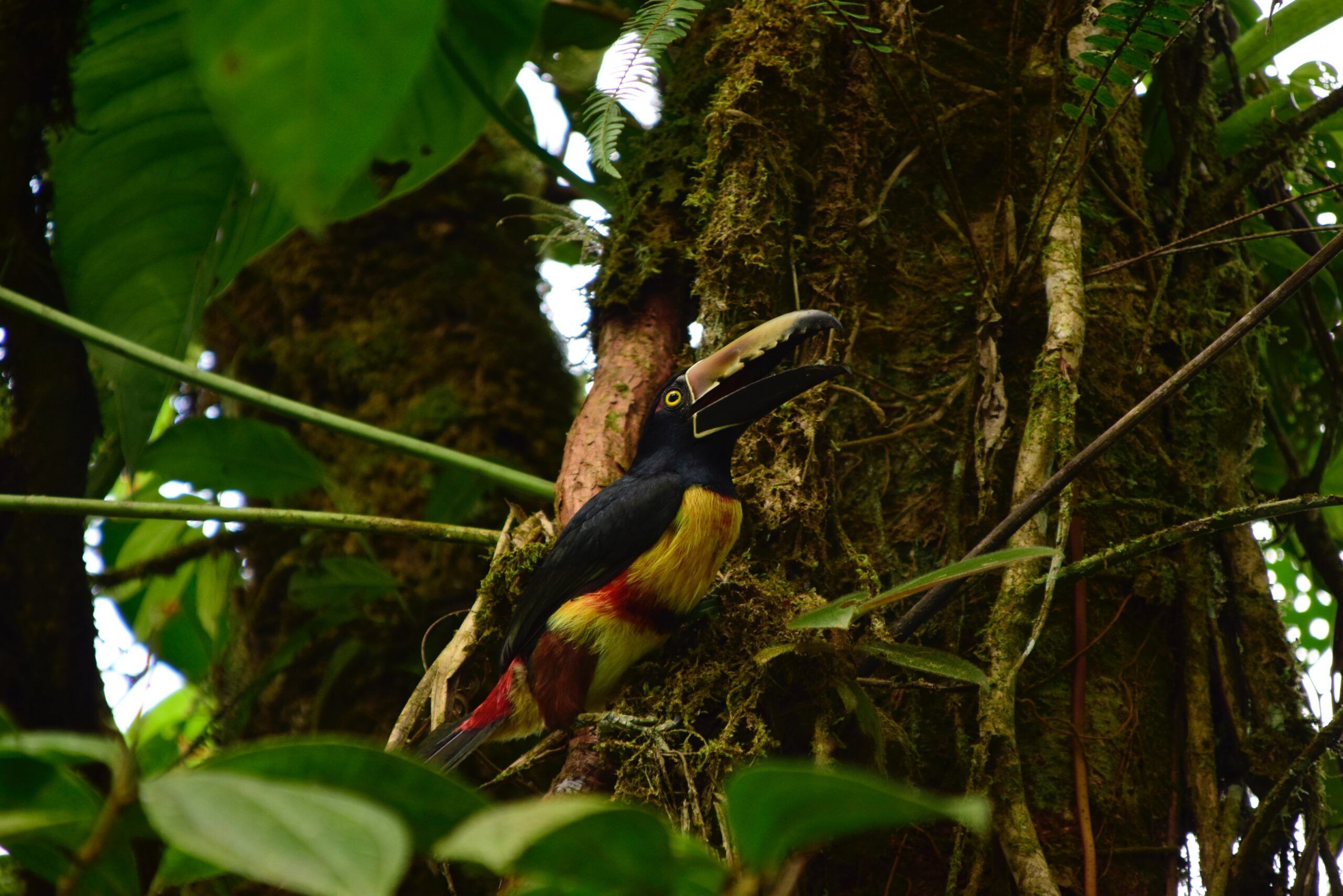 tour-observacion-de-aves-en-Costa-Rica