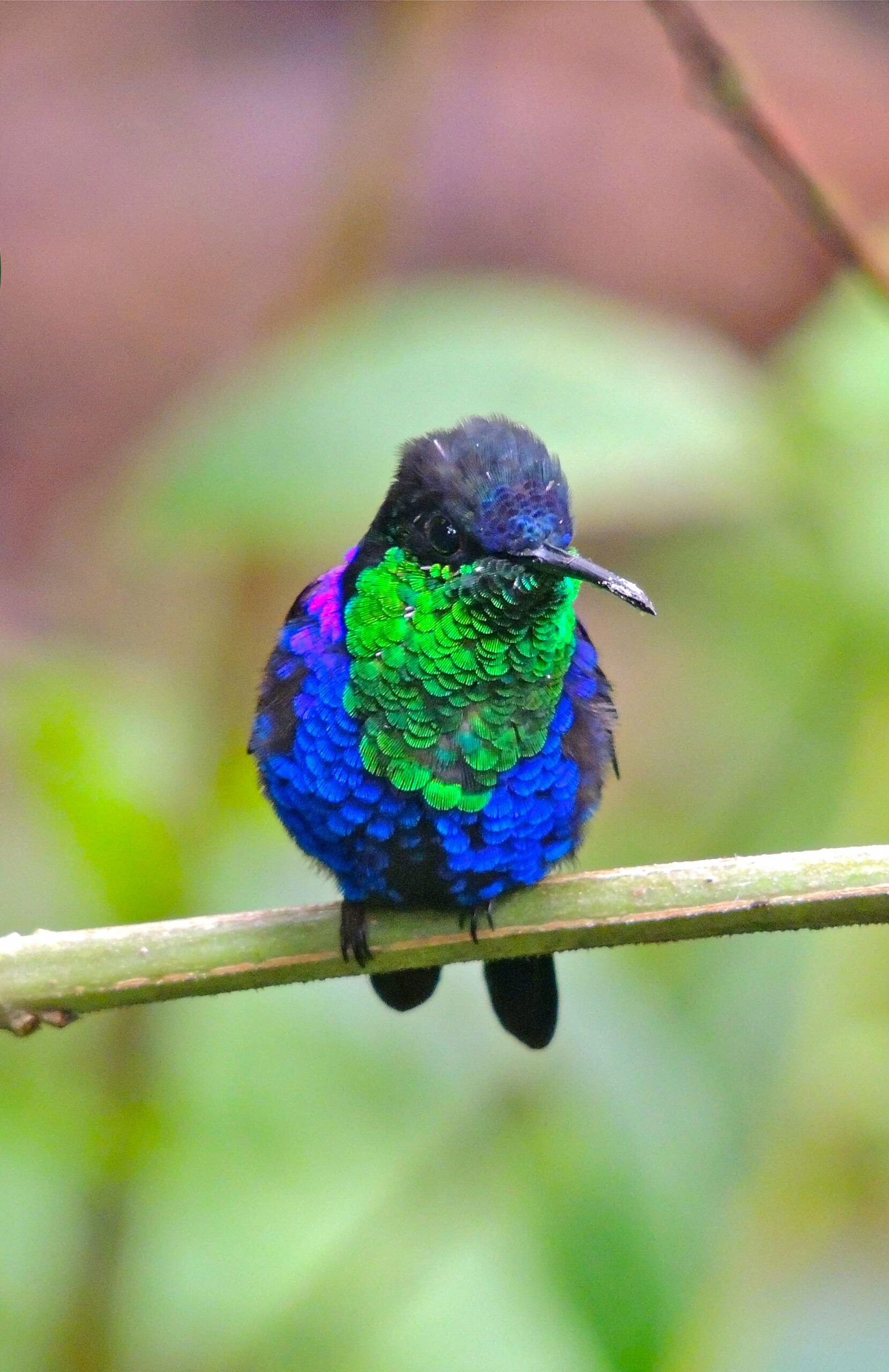 OBSERVACION DE AVES